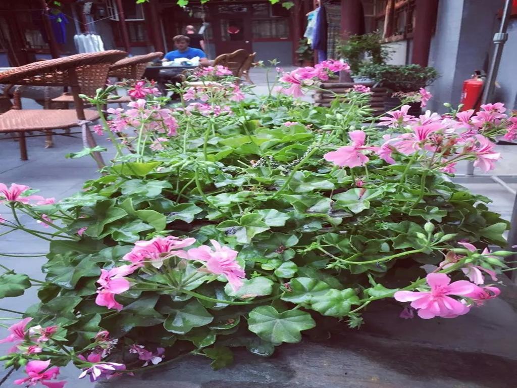 Three Legged Frog Hostel Beijing Eksteriør bilde