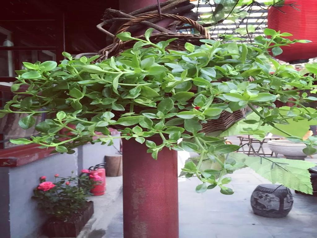 Three Legged Frog Hostel Beijing Eksteriør bilde